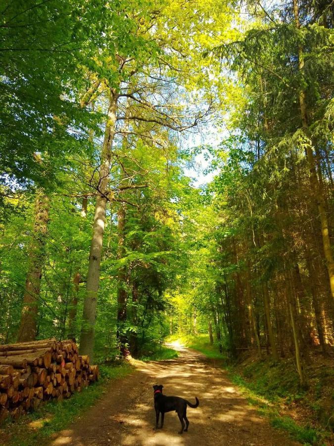 Вілла Haus Elpe Naehe Meschede Winterberg Ольсберґ Екстер'єр фото